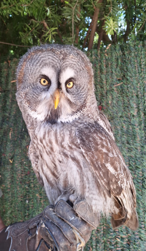 Terra Natura Benidorm Grey Owl Terra Natura Benidorm GreyOwl